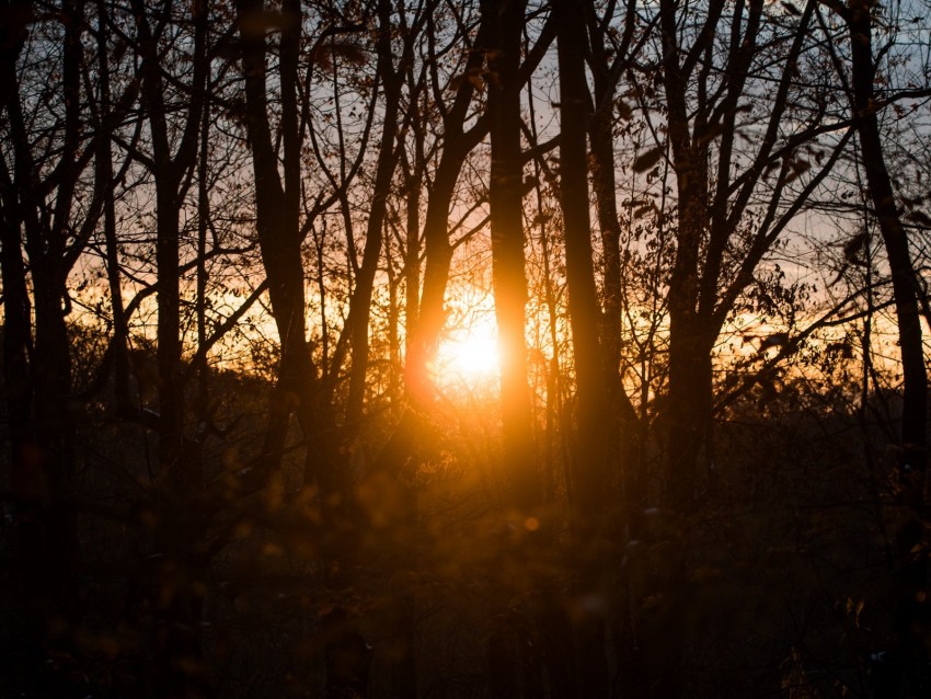 sunlight, trees, sunset, branches, autumn