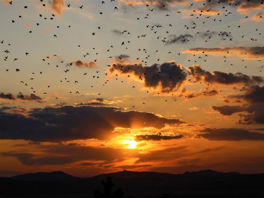 Sunset Clouds Birds Landscape Dark Background