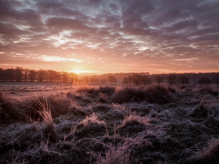 sunset, dusk, landscape, grass, trees