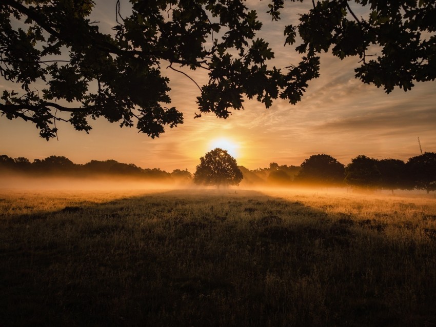 Sunset Fog Tree Lawn Landscape Background