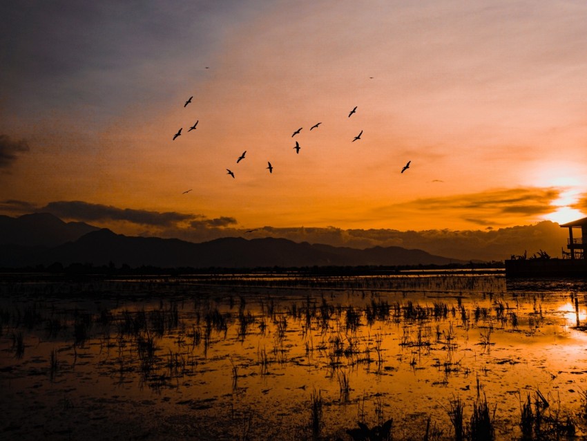 Sunset Horizon Birds Silhouettes Water Indonesia Background