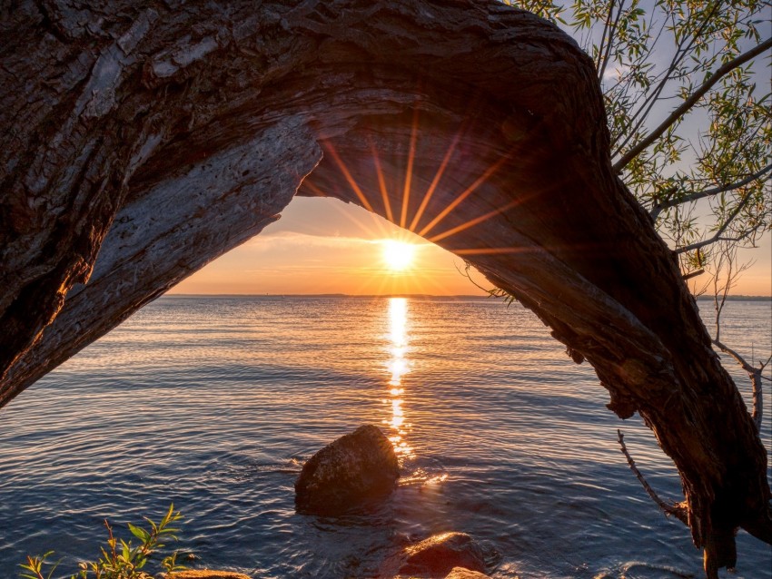 sunset, lake, tree, sun, sunlight