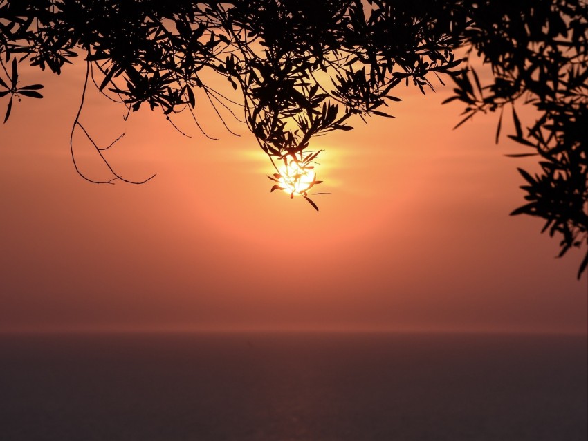 Sunset Sun Branches Sea Horizon Background