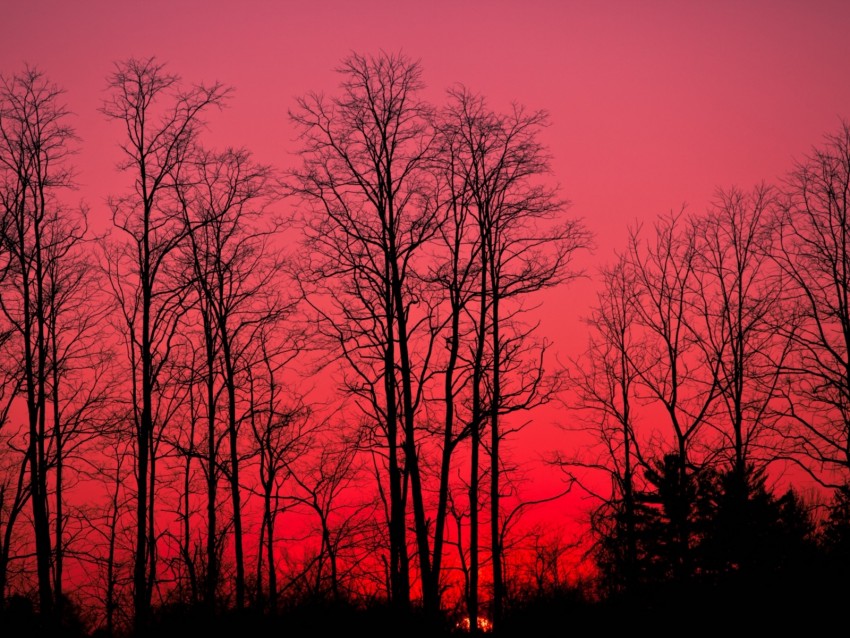 sunset, trees, branches, autumn, sky