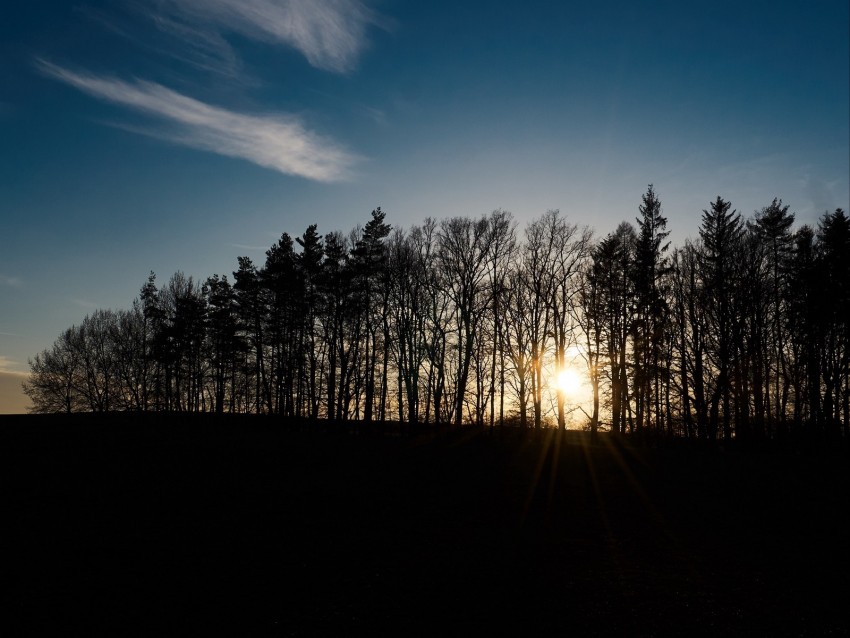 Sunset Trees Sky Sunlight Light Background