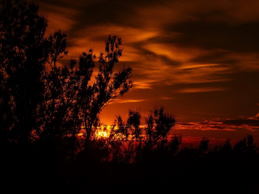 Sunset Twilight Dark Trees Outlines Background