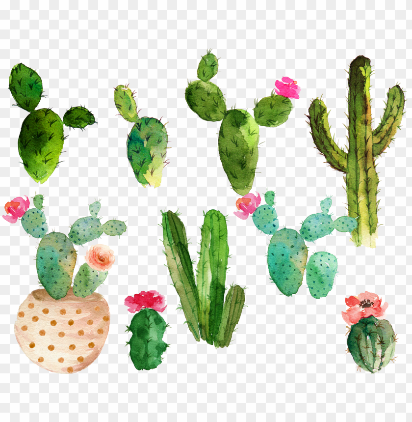 royal, roses, food, rose, cacti, flower vector, lunch