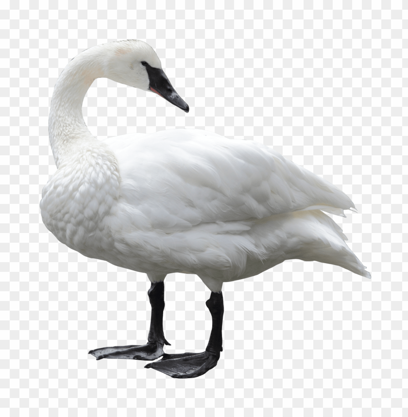 Swan PNG, bird, white, long neck