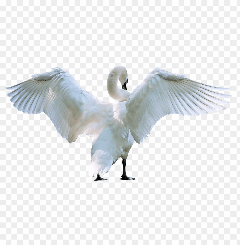 White bird PNG, wings spread, large, flying