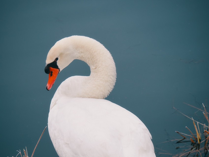 Swan Bird White Water Background