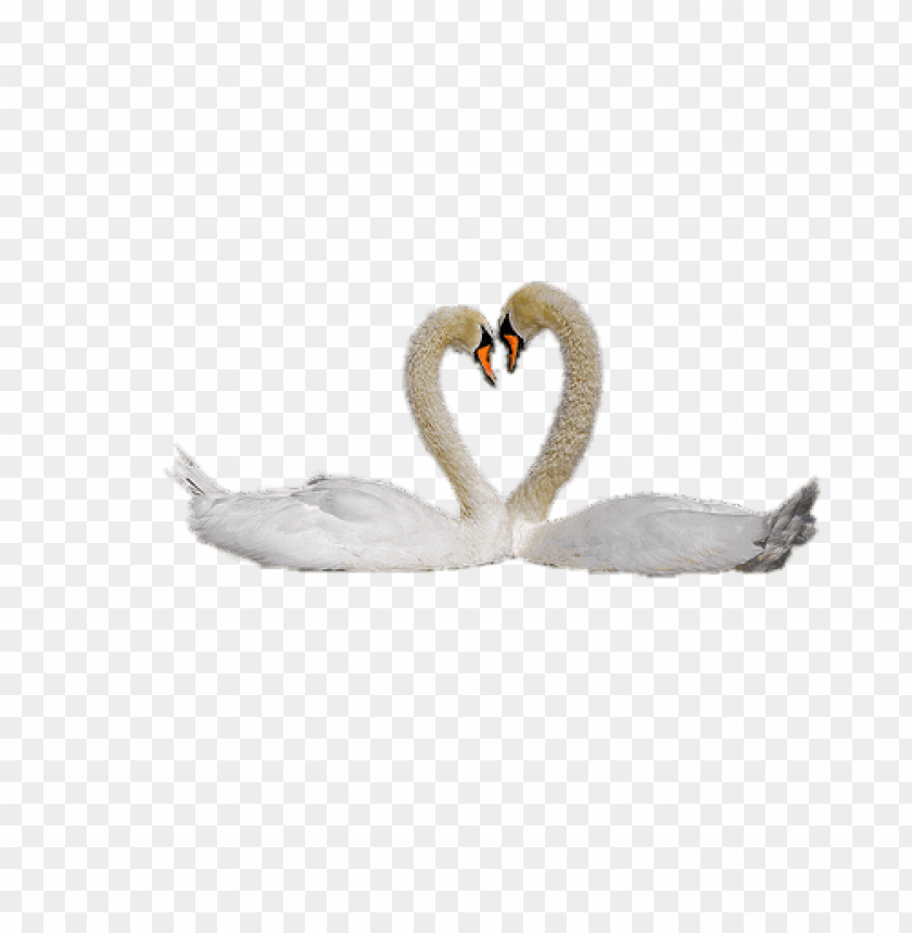 animals, swans, swan couple, 