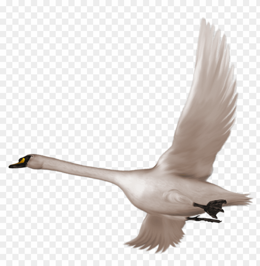 Swan In Flight Free PNG Transparent Background