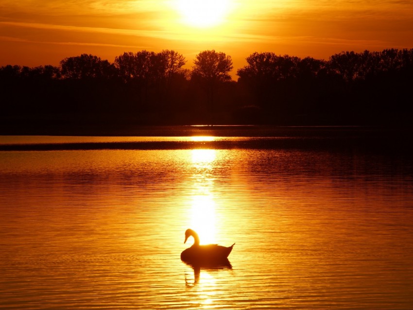 Swan Sunset Pond Trees Horizon Background