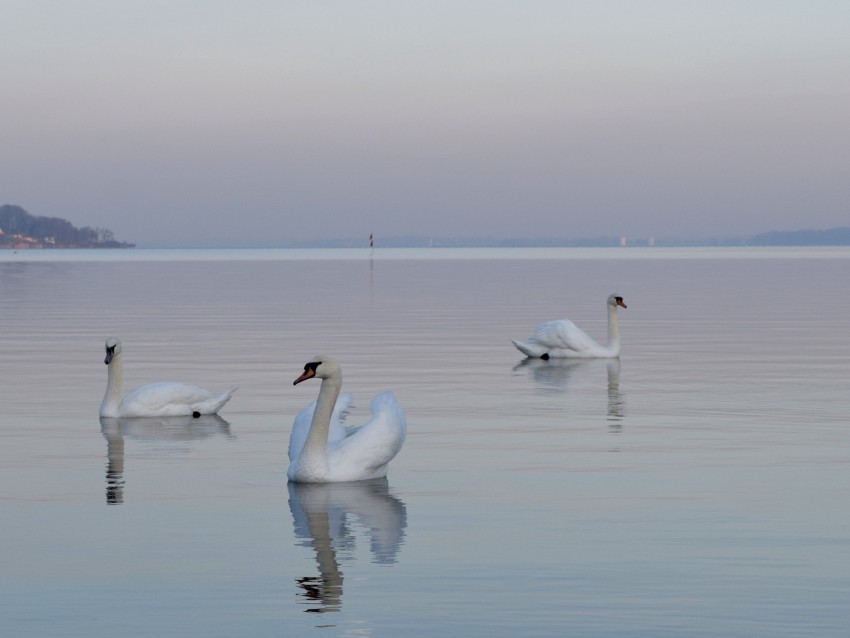 Swans Birds Water Swimming Horizon Fog Background