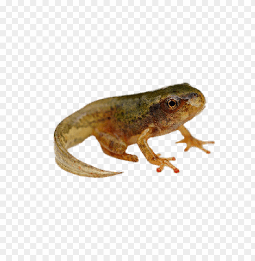 animals, tadpoles, tadpole with tail, 