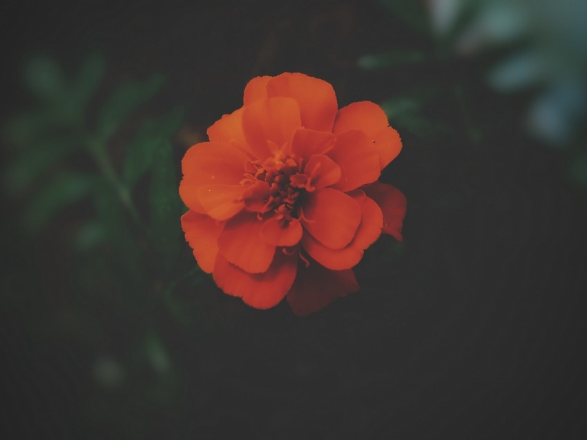 tagetes, flower, dark, petals, blooms, beautiful