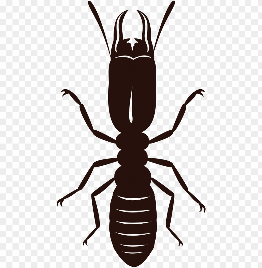 termite,animals,نمل ابيض,حيوانات,حشرات