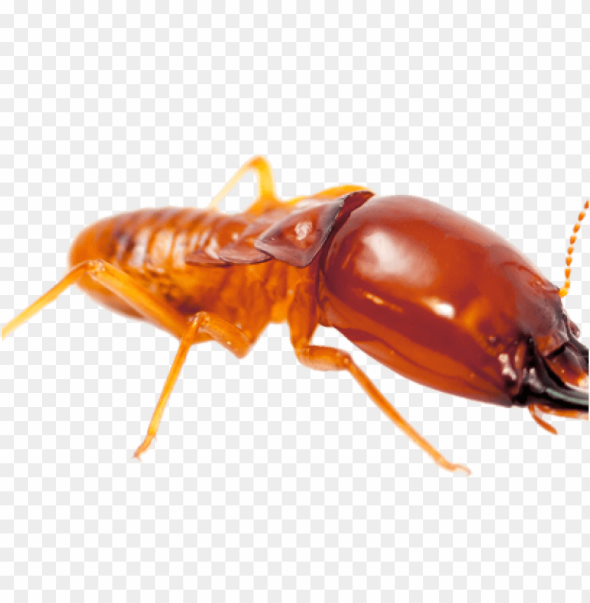 insects, cockroaches, pest control, prevention, extermination