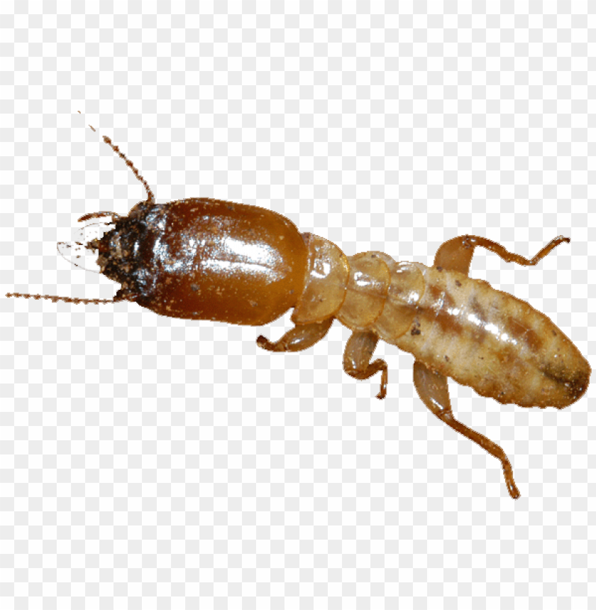 Insects, Termites, Pest Control, Wood Damage, Home Infestation