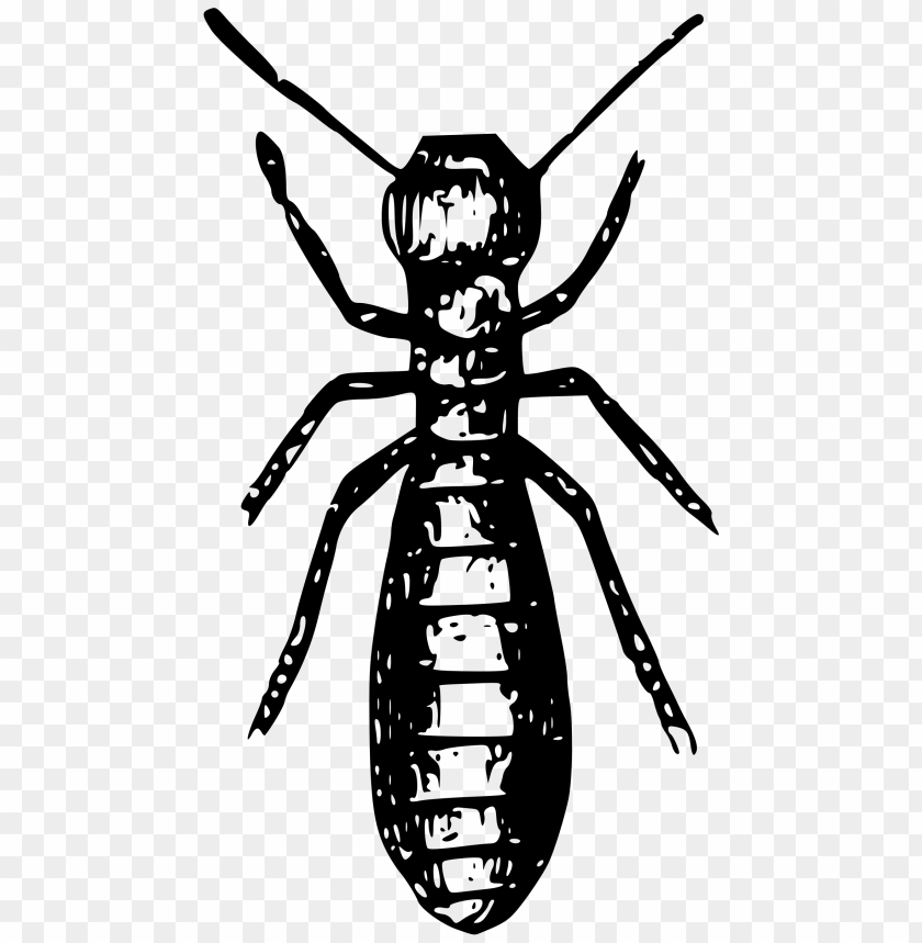 termite,animals,نمل ابيض,حيوانات,حشرات