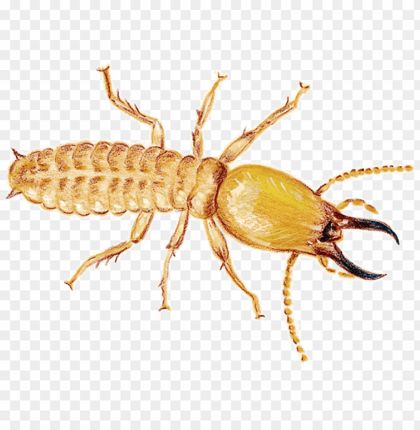 insects, termites, pest control, wood damage, colony behavior