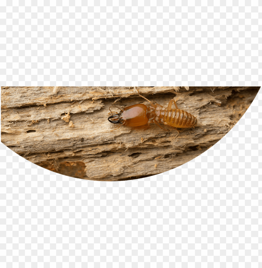 termite, pest control, wood damage, prevention tips, infestation solutions