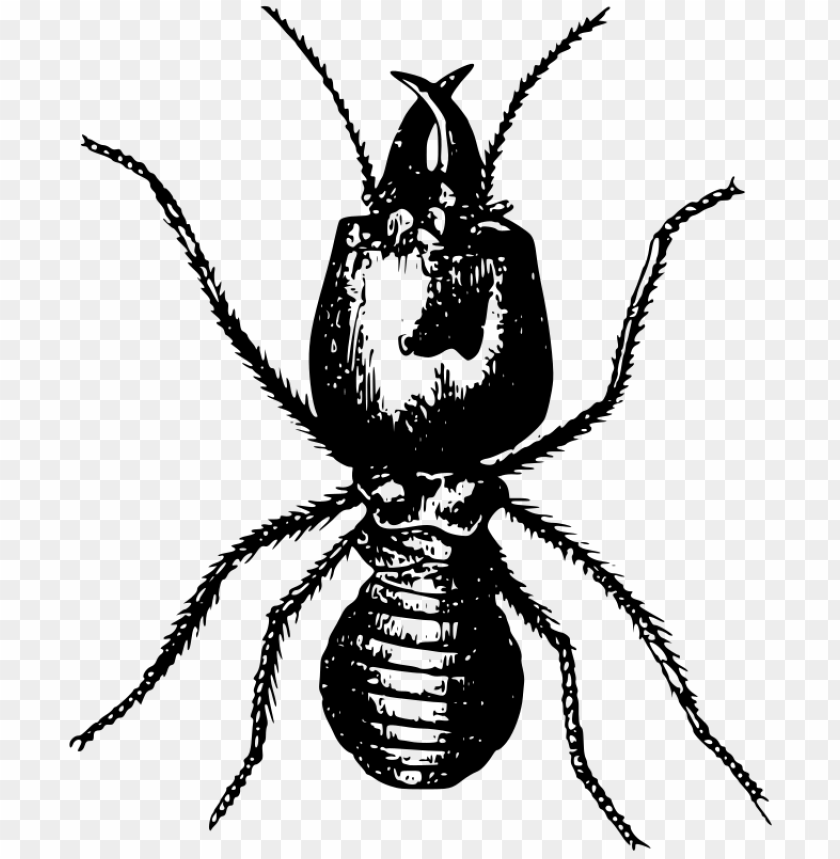 termite,animals,نمل ابيض,حيوانات,حشرات