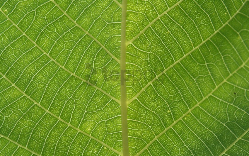 leaf, green foliage, plant texture, botanical detail, leaf veins, tropical plant, natural pattern