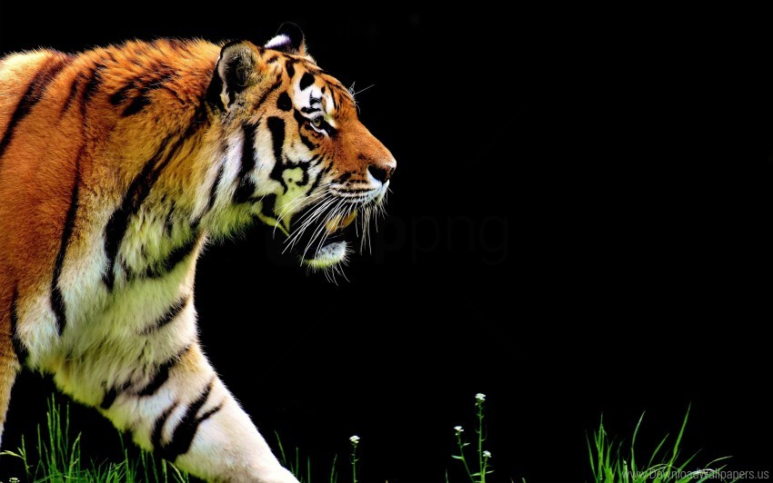 tiger, wildlife, animal, nature, orange fur, stripes, big cat