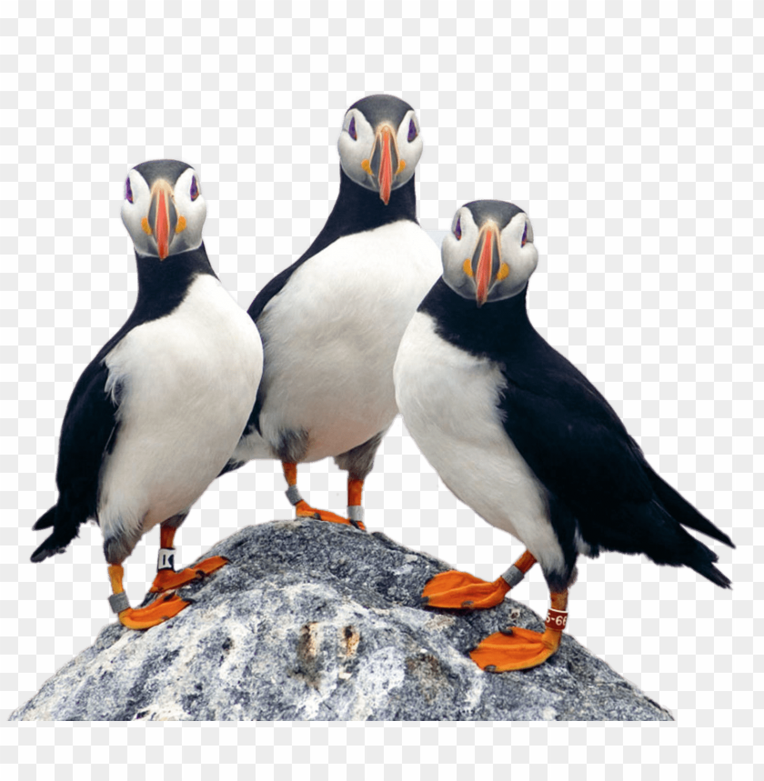 animals, puffins, three puffins on a rock, 