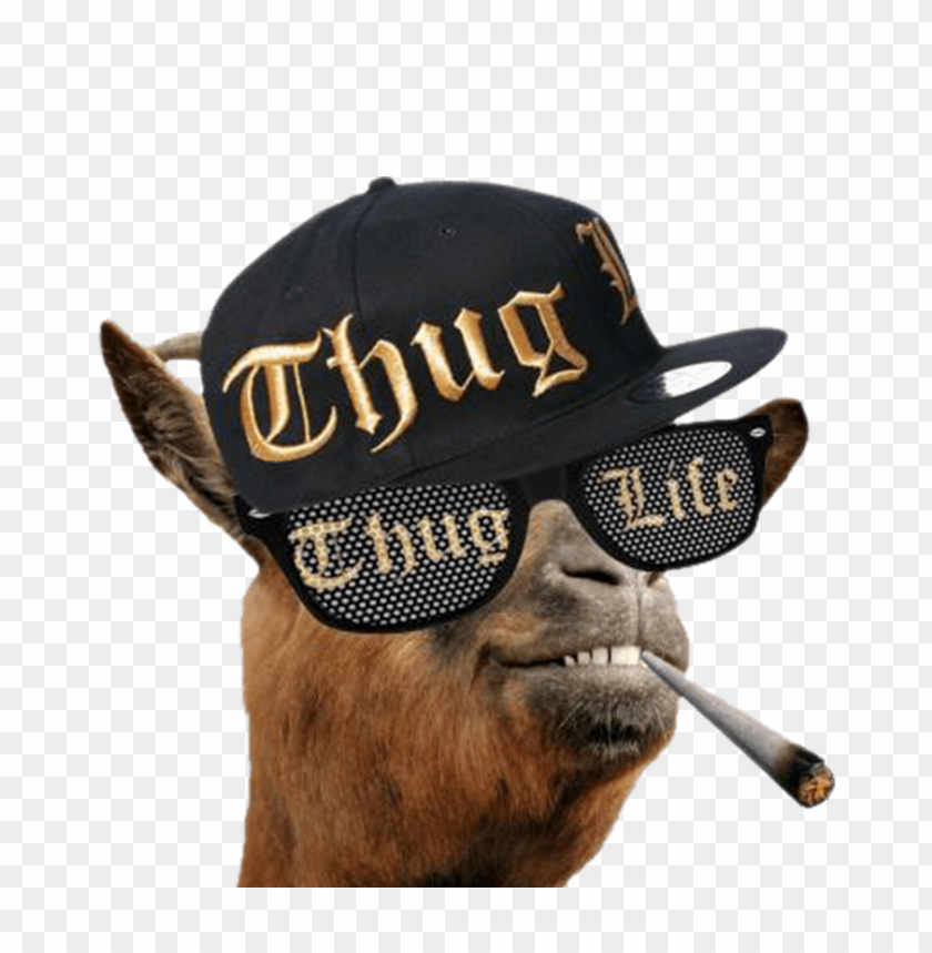 Thug Life Llama PNG Transparent Background