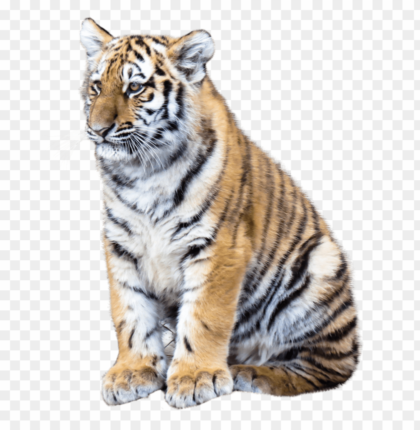 Tiger cub PNG, big cat, orange, stripes