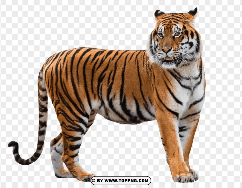 Standing Bengal Tiger In Profile PNG Transparent Background