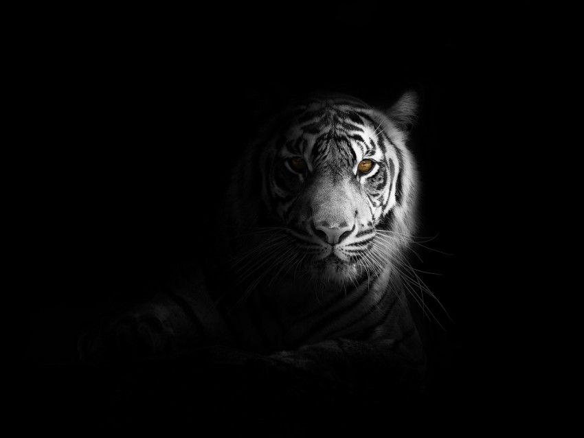 tiger, big cat, predator, glance, shadow, black and white