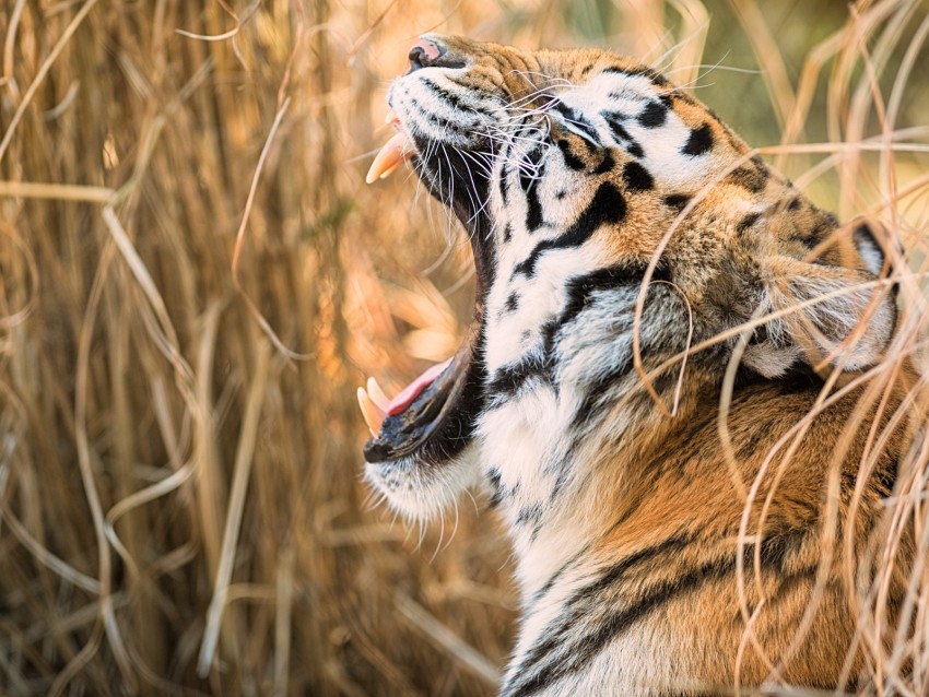 tiger, grin, canines, predator, muzzle, profile