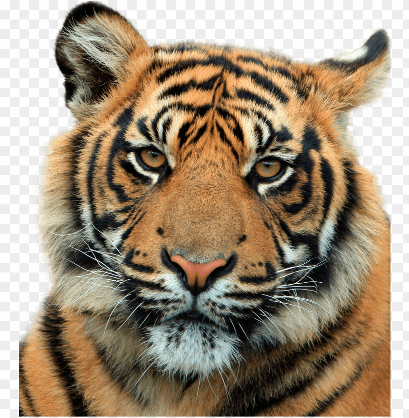 animals, tigers, tiger head close up, 