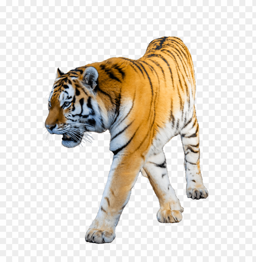 tiger, wild animal, striped fur, big cat, nature, mammal, wildlife