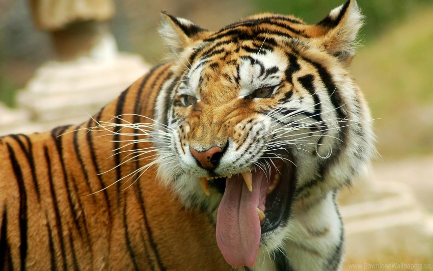 tiger, wildlife, big cat, animal behavior, striped fur, natural habitat, predator