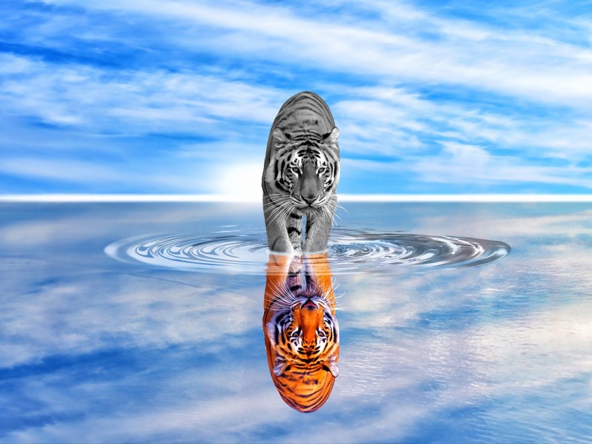 Tiger Water Reflection Color Black And White Sky Wave Photoshop Background