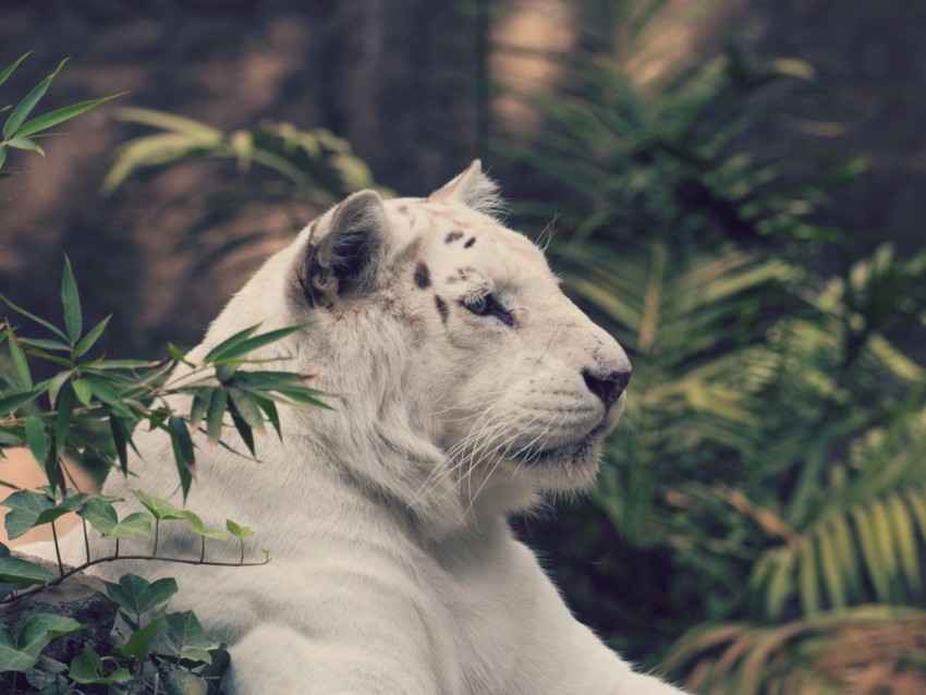 Tiger White Tiger Big Cat Predator Background