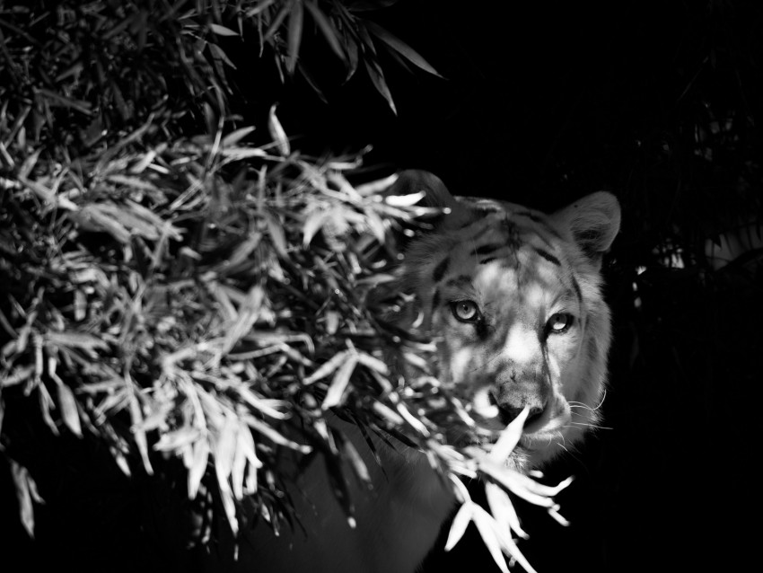 Tiger White Tiger Bw Hide Branches Background