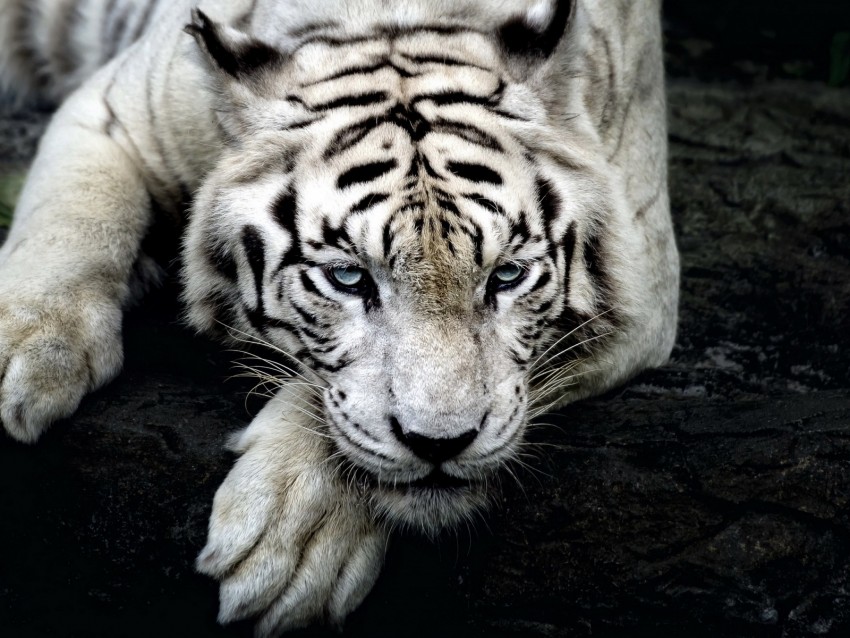 Tiger White Tiger Predator Glance Paw Background