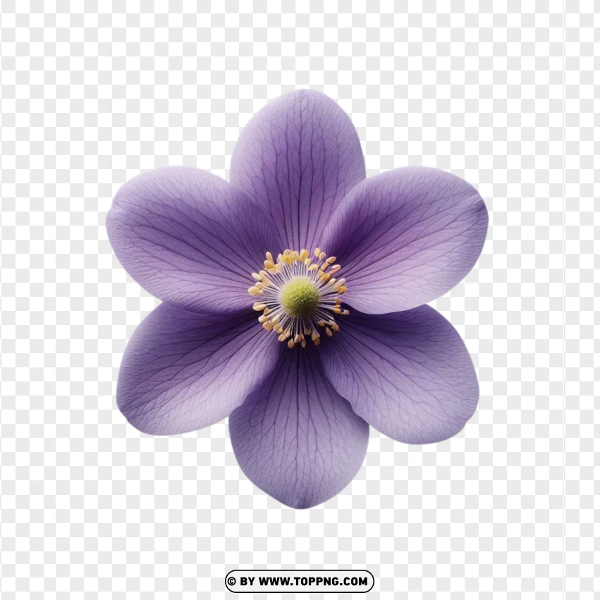 Top View Of Natural Violet Rose Flower PNG Transparent Background