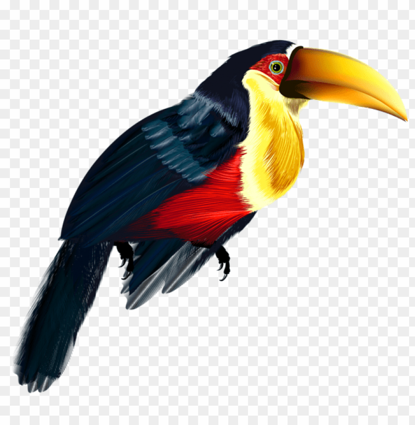 birds png ,bird