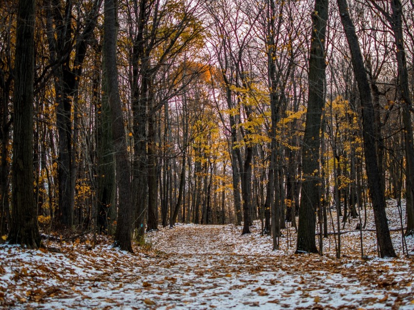 Trail Path Forest Snow Winter Autumn Trees Background