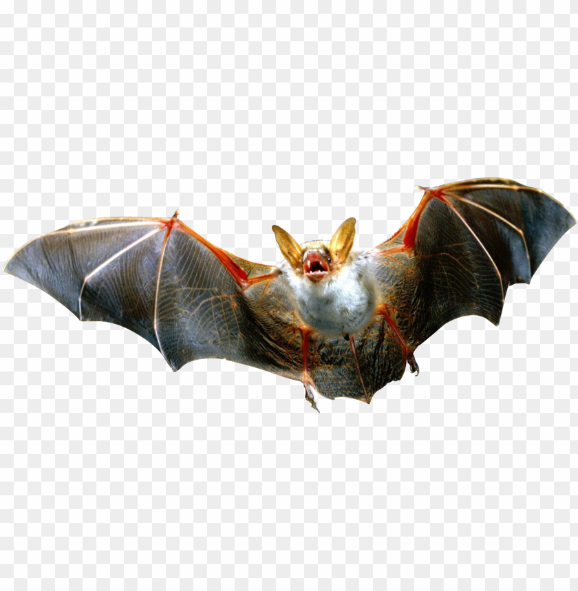 bat, nocturnal animal, wildlife, nature, flying mammal, animal behavior, biodiversity