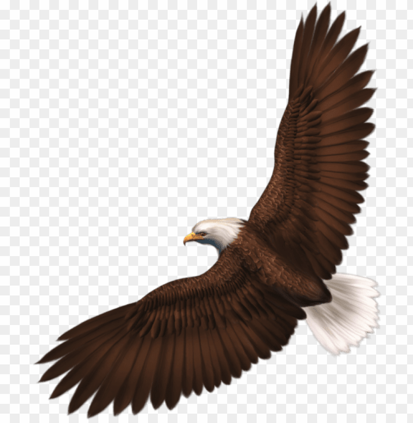 birds png ,bird