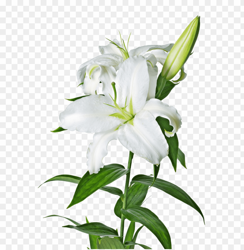 transparent flower lily, transparent,lily,transpar,flower