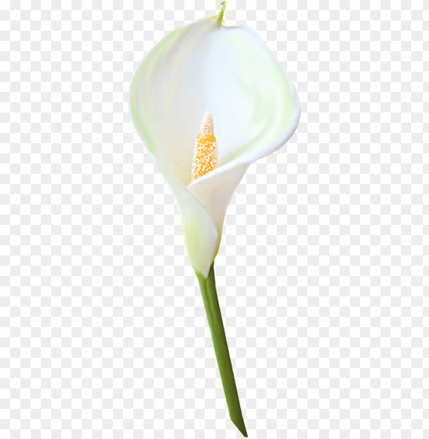 calla lily, white flower, floral arrangement, garden plant, nature beauty, ornamental plant, spring bloom