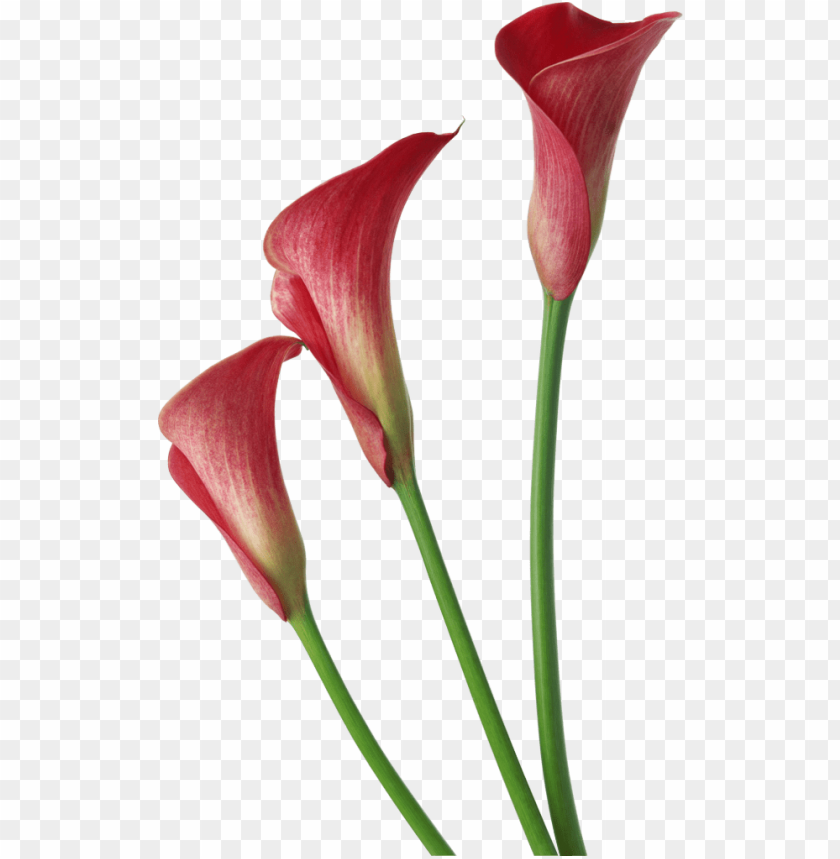 calla lily, pink flowers, floral arrangement, nature, garden plants, spring blooms, decorative flowers